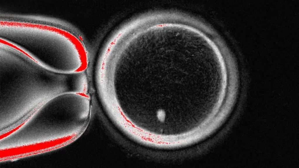皮肤细胞再造生命：科学家首次用皮肤DNA培育人类胚胎，生殖医学进入新纪元
